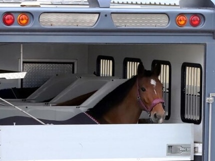 Transport de chevaux